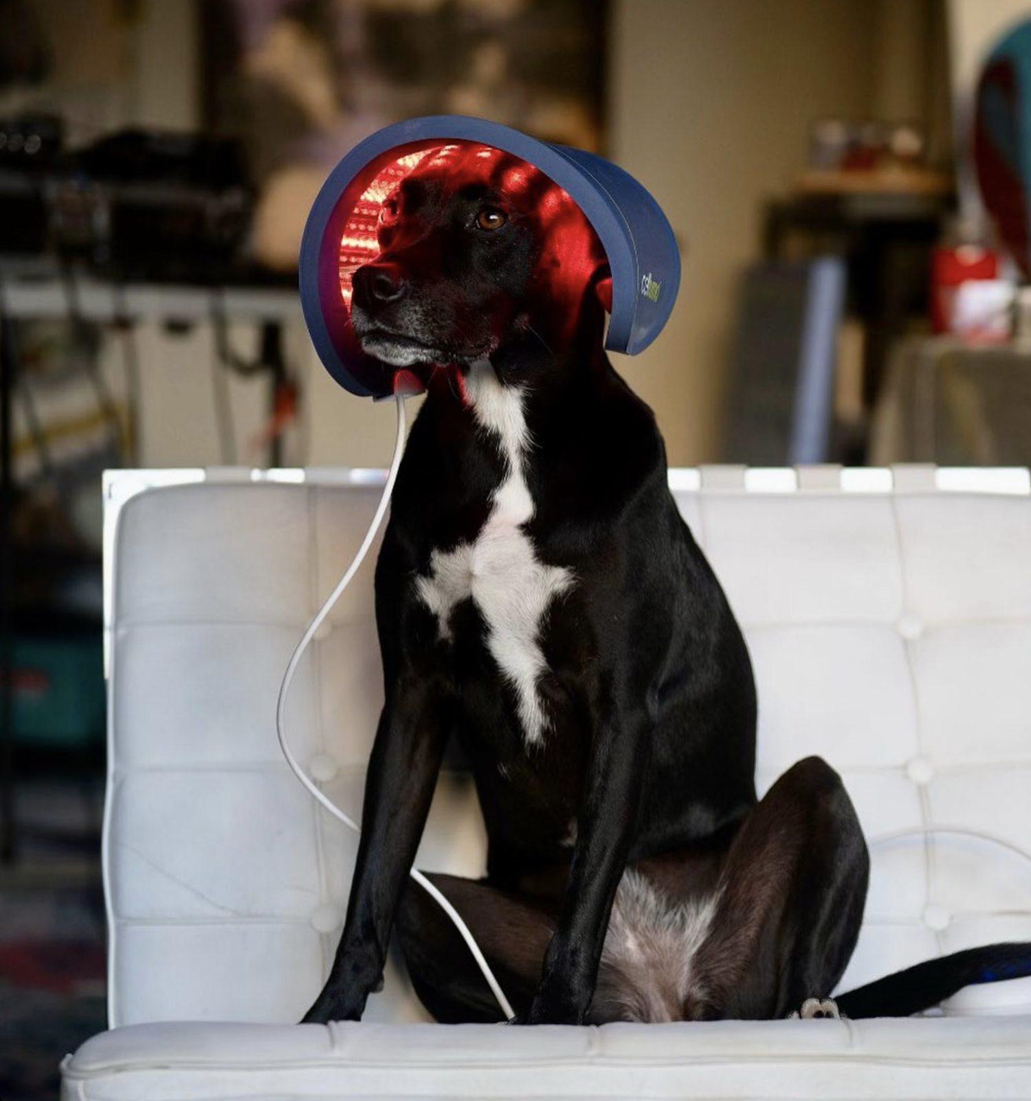 愛犬にセルーマセラピー