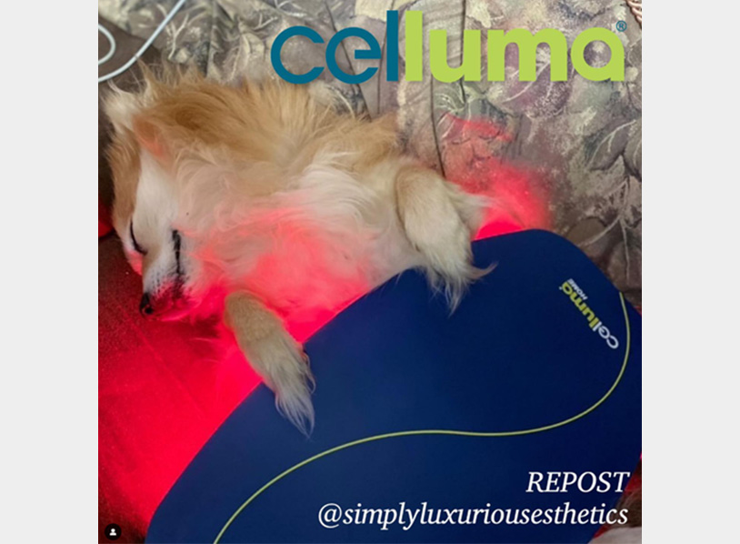 海外セルーマ使用例