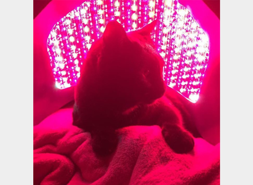 海外セルーマ使用例