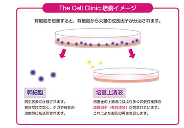 ヒト幹細胞培養液 フリーズドライ