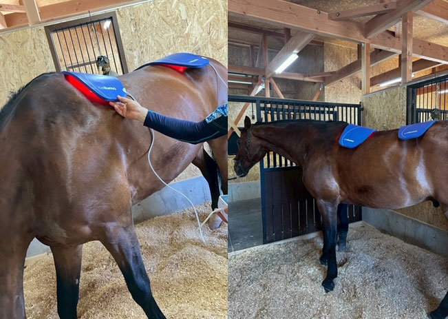 Celluma Horse