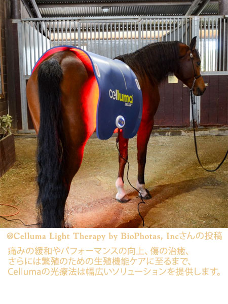 Celluma Horse