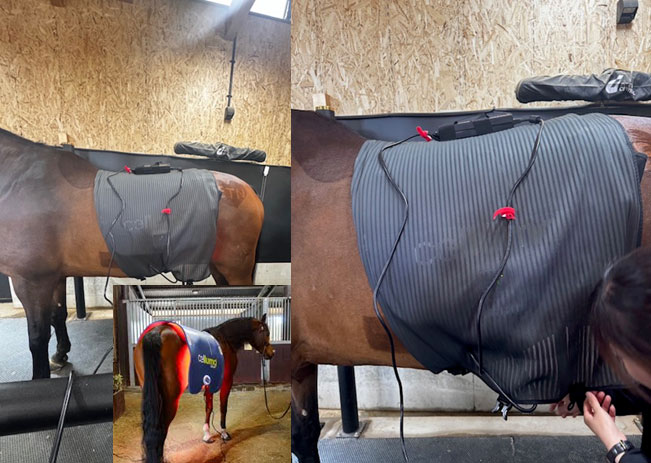Celluma Horse