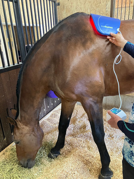 Celluma Horse