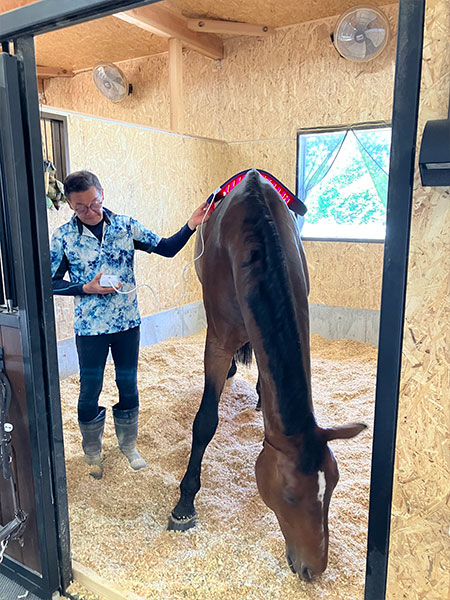 Celluma Horse
