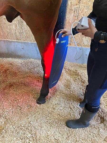 Celluma Horse