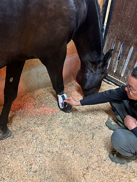 Celluma Horse