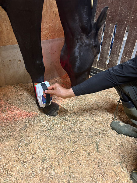 Celluma Horse