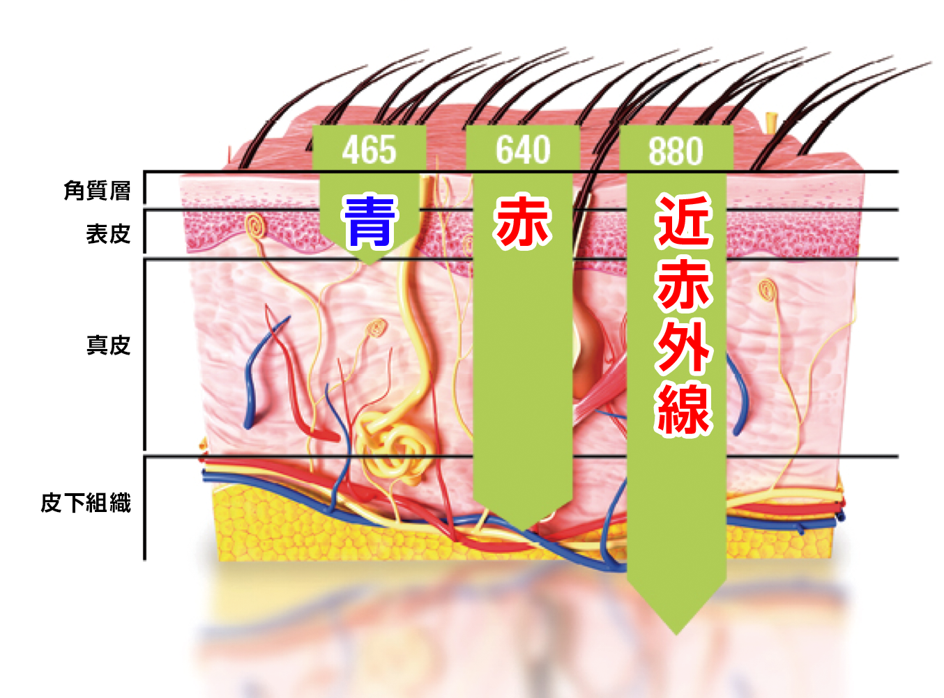 Celluma 異なる波長はそれぞれの細胞へ影響を与える